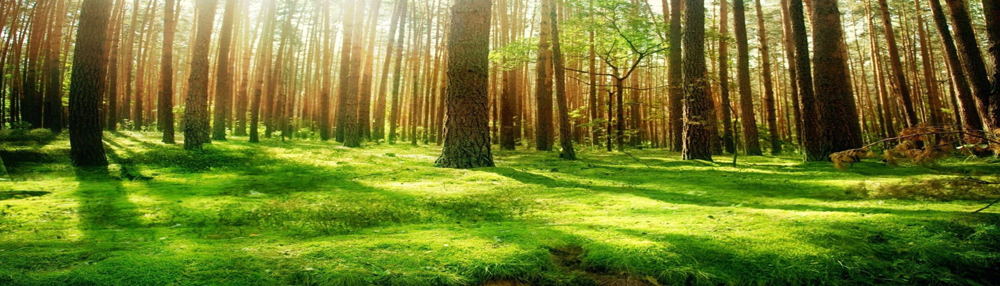 Sample Photo